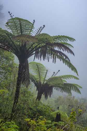 Tree Ferns in New Zealand 